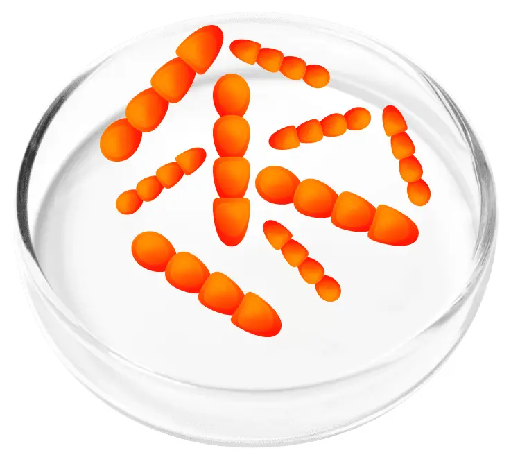 Lactobacillus Crispatus probiotic strain in FemiCore